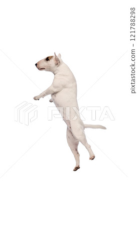 Dynamic photo of funny, playful little pet, purebred white bullterrier playfully jumping in motion against white studio background. 121788298