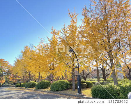 Sarue 公園的秋葉（銀杏） 121788632