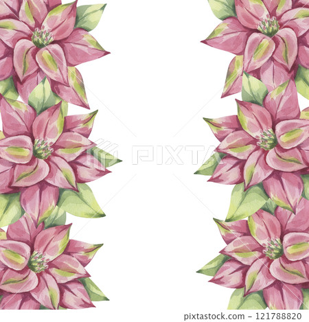 Poinsettia pink red frame, winter flower with leaves. Traditional plant for Christmas decoration. Happy New Year! Hand drawn watercolor illustration isolated white background. For printing postcards Poinsettia pink red frame, winter flower with leaves. Traditional plant for Christmas decoration. Happy New Year! Hand drawn watercolor illustration isolated white background. For printing postcards 121788820
