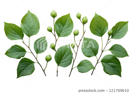 樹枝上的綠葉 樹枝上的綠葉 121789610