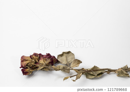 A beautiful dry rose on a white background. Dead flowers of the rose with copy space A beautiful dry rose on a white background. Dead flowers of the rose with copy space 121789668