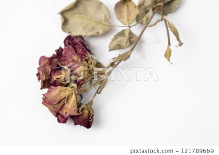 A beautiful dry rose on a white background. Dead flowers of the rose with copy space A beautiful dry rose on a white background. Dead flowers of the rose with copy space 121789669