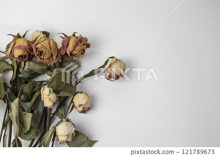 A beautiful buds of a dry rose on a white background. Dead flowers of the rose with copy space 121789673