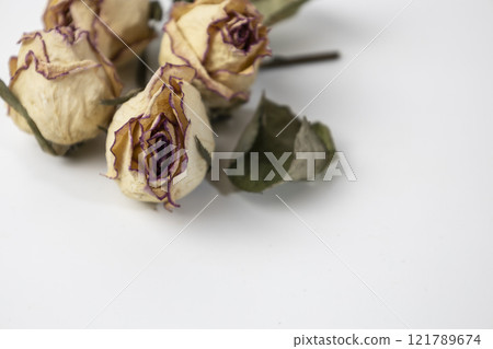 A beautiful buds of a dry rose on a white background. Dead flowers of the rose with copy space 121789674