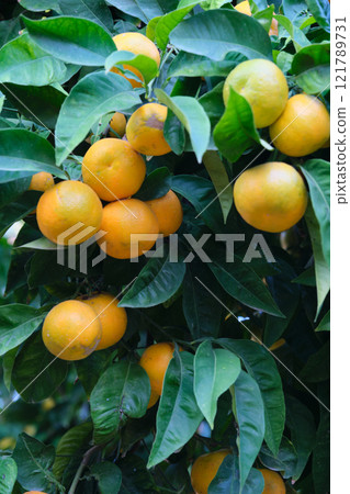 Mandarin trees on branches ripe fruits 121789731