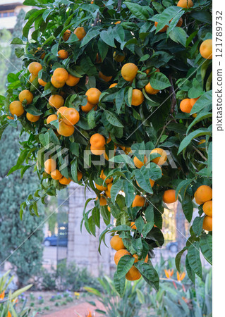 Mandarin trees on branches ripe fruits 121789732