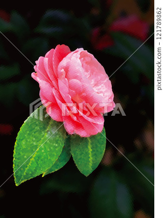 冷山茶花 121789862