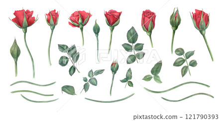 Red rose flower elements set watercolor illustration. Garden rose flowers at different stages of blooming with green leaves, stems. For birthday arrangement, wedding concept, greeting card design 121790393