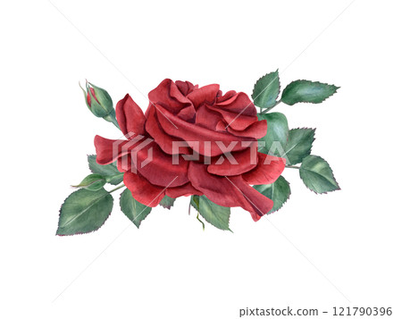 Garden blooming red rose with leaves watercolor isolated illustration. Single flower and greenery composition in realistic style. Floral bouquet for invitation design, Valentine day, Mother day cards 121790396