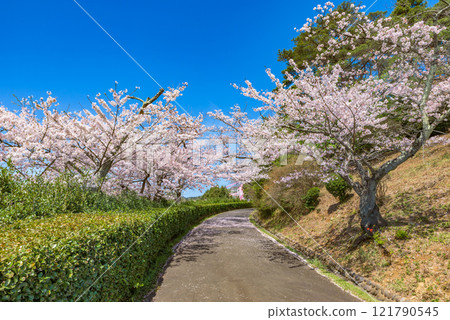 櫻花盛開 日立市神峰公園(茨城縣日立市) 日本櫻花名勝百選 櫻花盛開 日立市神峰公園(茨城縣日立市) 日本櫻花名勝百選 121790545