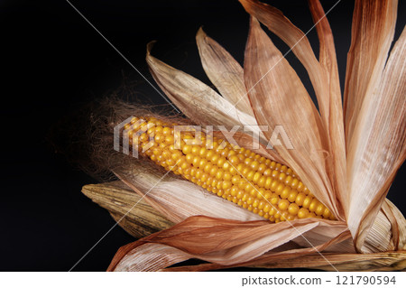 A withered corn cob with withered leaves on a black background. A withered corn cob with withered leaves on a black background. 121790594