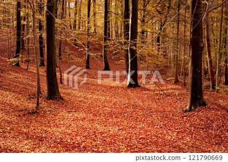 Beautiful orange colours of empty forest in autumn. Trees in the woods filled with bright leaves on the ground during fall season. Remote secluded mountain in nature, perfect for a hiking adventure Beautiful orange colours of empty forest in autumn. Trees in the woods filled with bright leaves on the ground during fall season. Remote secluded mountain in nature, perfect for a hiking adventure 121790669