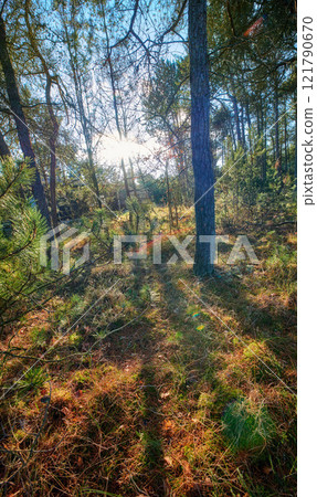 Sun shining through beautiful forest in autumn, magical trees and moss covered ground in a silent, tranquil park. Peaceful nature in harmony on soothing, calming morning in lush green zen woods 121790670