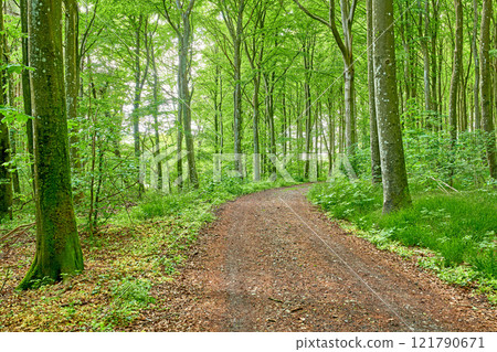 Path in the countryside forest for a peaceful drive through the woods. Landscape of a vibrant woodland with tall green trees in their natural environment. Scenic driveway for an adventure in nature Path in the countryside forest for a peaceful drive through the woods. Landscape of a vibrant woodland with tall green trees in their natural environment. Scenic driveway for an adventure in nature 121790671