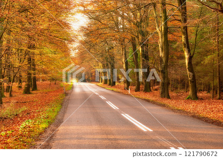 View of a scenic road and trees in a forest leading to a secluded area during autumn. Woodland surrounding an empty street on the countryside. Deserted forest or woods along a quiet highway in fall 121790672
