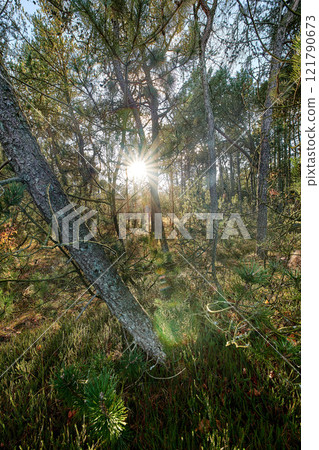 The landscape of a forest with beams of light shining through trees. Lots of tall pin tree trunks in the woods at sunset. Vegetation with bushes and shrubs outside in a remote nature environment 121790673