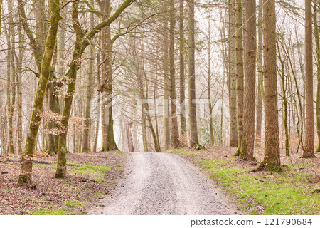 Quiet lonely forest on a fresh misty morning, tall trees growing along a dirt road on a cold day. Quiet, peaceful nature in harmony with zen and soothing ambience. Tranquil, quiet wood landscape 121790684