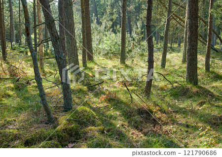 Beautiful lush green forest in springtime, tall pine trees growing with nature in harmony and copyspace. Tranquil summer morning with a view of a zen, quiet jungle. Soothing nature with fresh air Beautiful lush green forest in springtime, tall pine trees growing with nature in harmony and copyspace. Tranquil summer morning with a view of a zen, quiet jungle. Soothing nature with fresh air 121790686