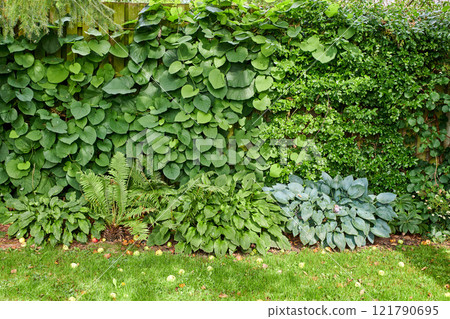 Landscape view of garden wall outside a yard in summer. Natural big growing group of leafs and cut grass getting sunlight in the back of a house. Bunch of different looking plants and greenery. Landscape view of garden wall outside a yard in summer. Natural big growing group of leafs and cut grass getting sunlight in the back of a house. Bunch of different looking plants and greenery. 121790695