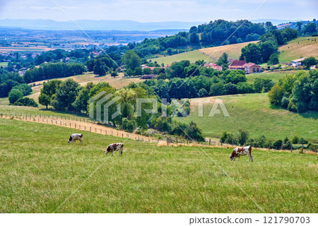 A cattle farm with cows grazing grass on a hot summer day. Domestic livestock feeding on a pasture on a hill outdoors on farmland or in nature during summer. Animals eating on a meadow in spring A cattle farm with cows grazing grass on a hot summer day. Domestic livestock feeding on a pasture on a hill outdoors on farmland or in nature during summer. Animals eating on a meadow in spring 121790703