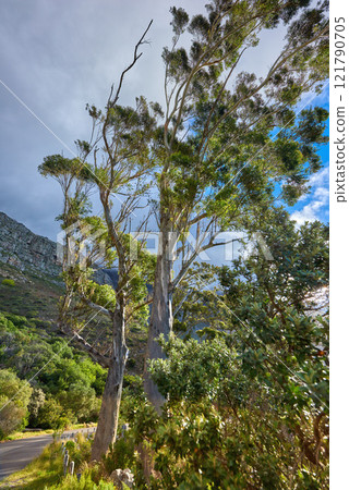 Beautiful trees and green bushes in nature with Table Mountain National Park in background. Landscape of secluded hiking trail on a cloudy spring day outside in relaxing eco friendly environment 121790705