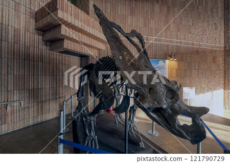 Chasmosaurus, a dinosaur with a large horn on its head, Late Cretaceous Chasmosaurus, a dinosaur with a large horn on its head, Late Cretaceous 121790729