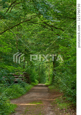 Lush forest with an old road through a magical green wilderness. Peaceful quiet nature landscape of endless woodland to explore on travel adventure. Vibrant trees growing in spring in Denmark Lush forest with an old road through a magical green wilderness. Peaceful quiet nature landscape of endless woodland to explore on travel adventure. Vibrant trees growing in spring in Denmark 121790730