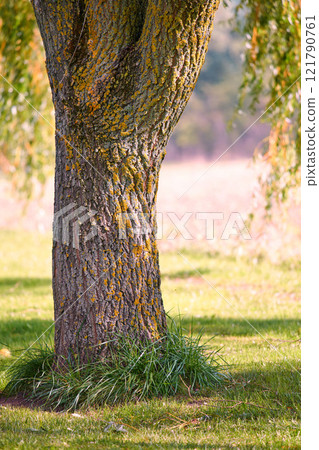 Moss and algae growing on a big tree trunk in a part or garden outdoors. Scenic and lush natural landscape with wooden texture of old bark on a sunny day in a remote and peaceful meadow or forest Moss and algae growing on a big tree trunk in a part or garden outdoors. Scenic and lush natural landscape with wooden texture of old bark on a sunny day in a remote and peaceful meadow or forest 121790761