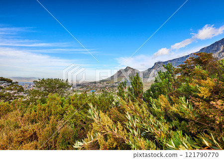 Beautiful view of green plants with a mountain and blue sky background in South Africa, Western Cape. Scenic and tranquil landscape of flora in an uncultivated natural ecosystem in Cape Town 121790770