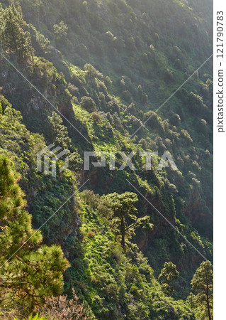 Landscape of pine trees in the mountains of La Palma, Canary Islands, Spain. Forestry with view of hills covered in green vegetation and shrubs in summer. Lush foliage on mountaintop and forest 121790783