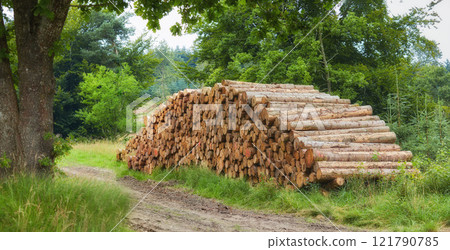 Chopped tree logs piled in a forest. Collecting big dry stumps of timber and split hardwood material for firewood and the lumber industry. Rustic landscape with deforestation and felling in the woods Chopped tree logs piled in a forest. Collecting big dry stumps of timber and split hardwood material for firewood and the lumber industry. Rustic landscape with deforestation and felling in the woods 121790785