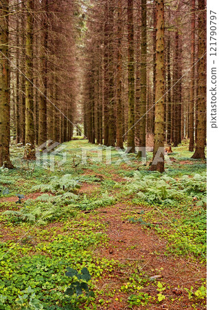 Beautiful lush green forest with rows of tall pine trees growing with nature in harmony and copyspace. Tranquil summer morning with a view of a zen, quiet jungle. Soothing nature with fresh air Beautiful lush green forest with rows of tall pine trees growing with nature in harmony and copyspace. Tranquil summer morning with a view of a zen, quiet jungle. Soothing nature with fresh air 121790797