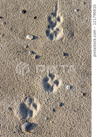 Footprints of dog paws in the sand, Sicily, Italy 121790810