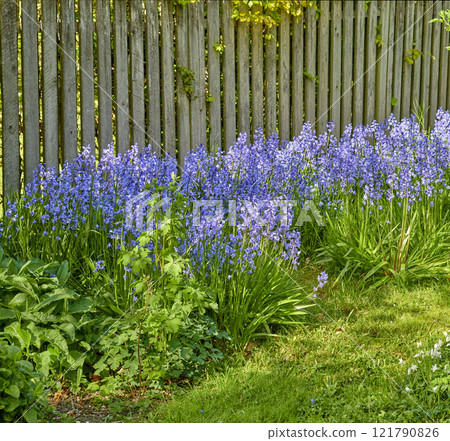 Closeup of Bluebell growing in a green garden in springtime with a wooden gate background. Macro details of blue flowers in harmony with nature, tranquil wild flowerbed in a zen, quiet backyard 121790826