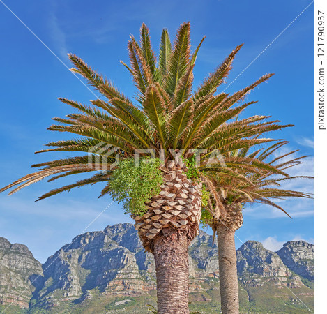 Beautiful tropical palm trees growing against a blue sky and mountain background. Scenic Landscape of an iconic landmark and famous travel destination with coconut plants in South Africa in summer Beautiful tropical palm trees growing against a blue sky and mountain background. Scenic Landscape of an iconic landmark and famous travel destination with coconut plants in South Africa in summer 121790937