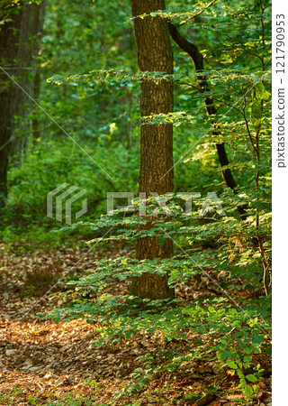 Beautiful leafy branches in the forest, on a sunny Autumn day, with trees in the background. Relaxing outdoor scenery of nature. Old fall plants on the ground indicating the end of the season. Beautiful leafy branches in the forest, on a sunny Autumn day, with trees in the background. Relaxing outdoor scenery of nature. Old fall plants on the ground indicating the end of the season. 121790953