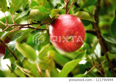 Closeup of a red apple growing on an apple tree branch in summer with bokeh. Fruit hanging from a sustainable orchard farm tree, macro details of organic juicy fruit, agriculture in the countryside 121790994
