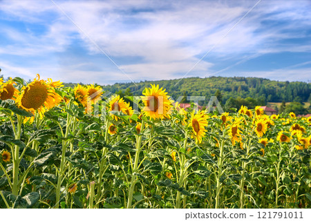 Bright sunflower farm on a beautiful day with a cloudy blue sky background. Vibrant yellow flowers bloom on farmland on a sunny summer day. Agriculture plants blossoming outdoors on large land 121791011