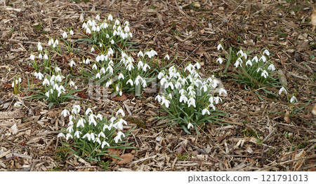 White Galanthus nivalis flowers grow outdoors on the forest floor during spring. Isolate natural garden shows bright and blooming plants that create a calm, serene, and lush ecological environment White Galanthus nivalis flowers grow outdoors on the forest floor during spring. Isolate natural garden shows bright and blooming plants that create a calm, serene, and lush ecological environment 121791013