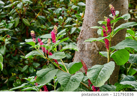 Closeup of Indian poke plants growing against a tree in a quiet, relaxing forest. Zoom in on Pokeweeds sprouting in a field or park. Details, texture and pattern of green lush leaves in a jungle 121791036