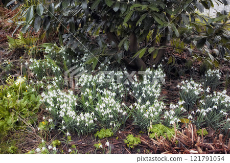 Galanthus woronowii growing in their natural habitat in a dense forest. Green or Woronows snowdrop budding and flowering in the woods. Plant species thriving in their natural wilderness environment Galanthus woronowii growing in their natural habitat in a dense forest. Green or Woronows snowdrop budding and flowering in the woods. Plant species thriving in their natural wilderness environment 121791054