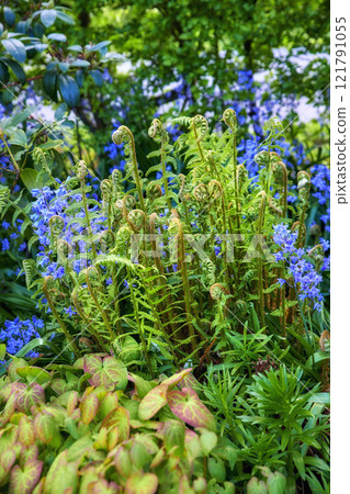 Colorful purple flowers and curly ferns growing in a garden. Closeup of spanish bluebells or hyacinthoides hispanica foliage blooming between male wood ferns or dryopteris on a sunny day in nature Colorful purple flowers and curly ferns growing in a garden. Closeup of spanish bluebells or hyacinthoides hispanica foliage blooming between male wood ferns or dryopteris on a sunny day in nature 121791055