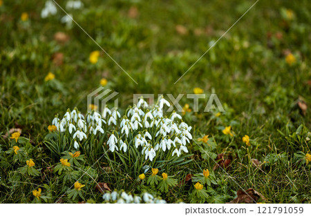 Closeup of white snowdrop or galanthus flowers blooming on a sunny spring day with copy space. Bulbous, perennial and herbaceous plant from the amaryllidaceae species thriving in a garden outdoors 121791059