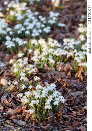 Top view of white snowdrop flowers growing in a backyard garden in nature during summer. Flowerbed of small Galanthus nivalis flowering plants blooming and opening up on a lawn in spring from above Top view of white snowdrop flowers growing in a backyard garden in nature during summer. Flowerbed of small Galanthus nivalis flowering plants blooming and opening up on a lawn in spring from above 121791084