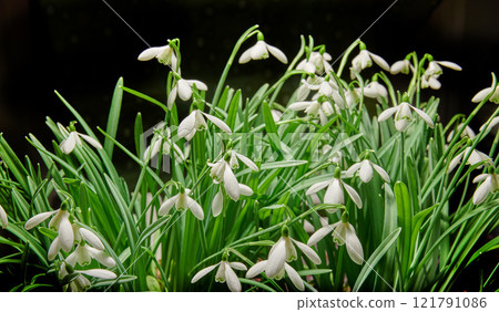Closeup of a bunch of white common snowdrop flowers growing in studio isolated against a black background. Galanthus nivalis budding, blossoming, blooming and flowering with dark backdrop copy space 121791086