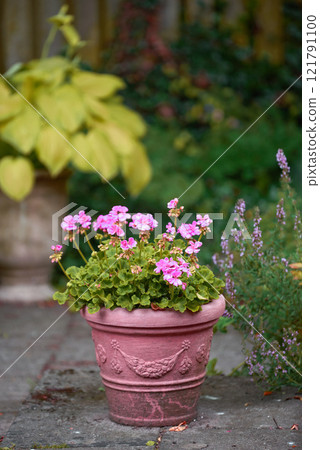 Pink flowers in a vase in a backyard garden in summer. Zonal geranium flowers displayed in a vessel or jar on a lawn for landscaping and decoration. Flowering pot plant ina natural environment 121791100