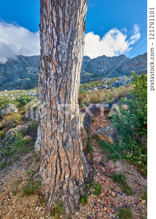 Tree trunk with view of mountains and cloudy blue sky in the background. Remote location of foliage and greenery close to Table Mountain. Landscape of green vegetation on a hill in summer in nature 121791101