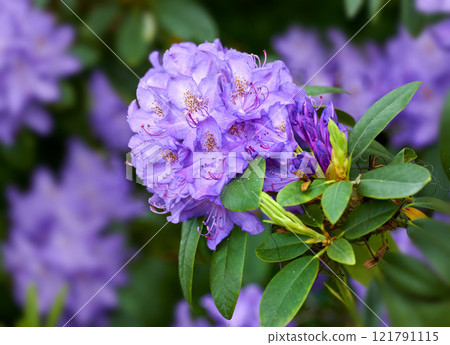 Closeup of beautiful rhododendron simsii flower in the garden in early springtime. Landscape view of plants blooming in nature. Natural white flower petals growing from long and short green stems Closeup of beautiful rhododendron simsii flower in the garden in early springtime. Landscape view of plants blooming in nature. Natural white flower petals growing from long and short green stems 121791115