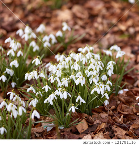 Beautiful white flowers, outdoors on a sunny Spring day. Isolate natural garden shows bright, blooming plants that create calm, serene and tranquil environment. Official name is Galanthus nivalis. Beautiful white flowers, outdoors on a sunny Spring day. Isolate natural garden shows bright, blooming plants that create calm, serene and tranquil environment. Official name is Galanthus nivalis. 121791116