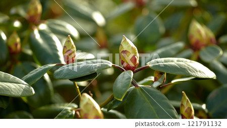My garden. Closeup of closed catawba rosebay flower buds and leaves in a garden or forest in nature on a Spring or Autumn day. Trees and plants commonly known as purple ivy and a species of Azaleas. My garden. Closeup of closed catawba rosebay flower buds and leaves in a garden or forest in nature on a Spring or Autumn day. Trees and plants commonly known as purple ivy and a species of Azaleas. 121791132